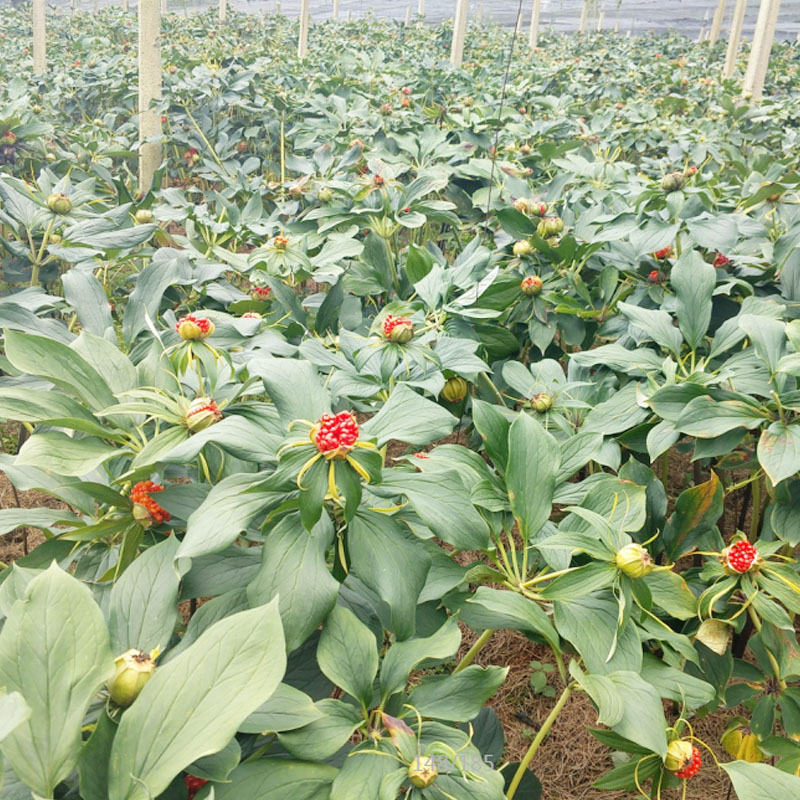 雲(yún)狗万農(nóng)業(yè)滇重樓商品種植基地